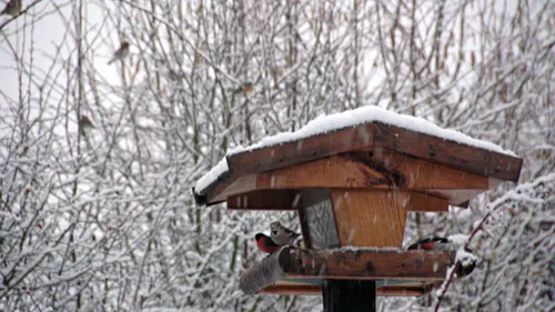 Remplissons les mangeoires pour les oiseaux